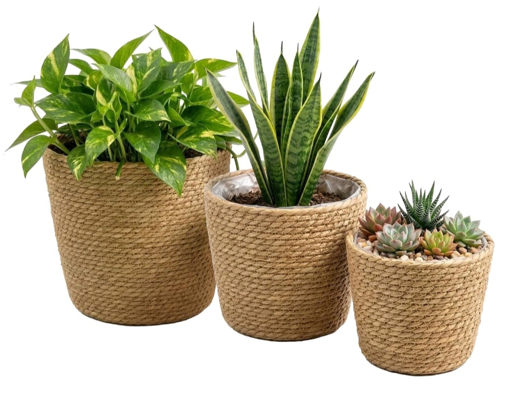 3 X Round Seagrass Planter Baskets
